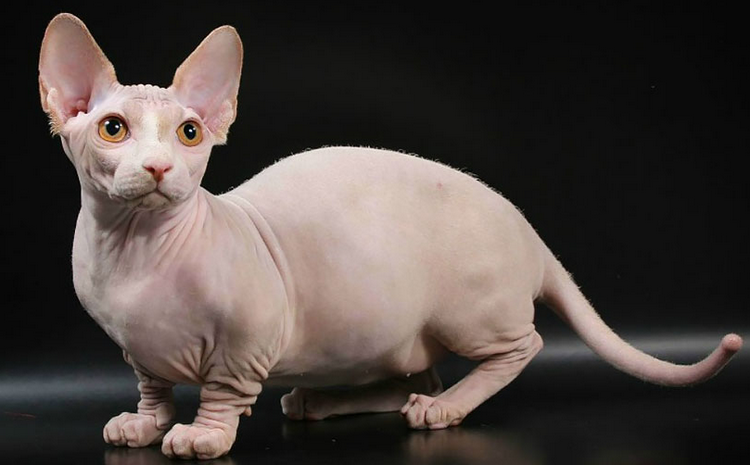 Gatos Bambino al nacer