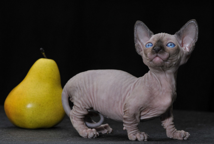 Gatito Bambino