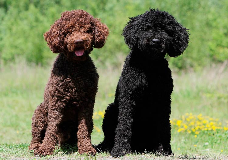 dos perros de raza barbet