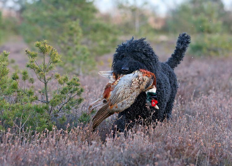 El barbet lleva un faisán.