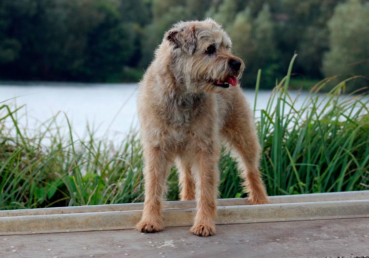 Border terrier antes del stripping