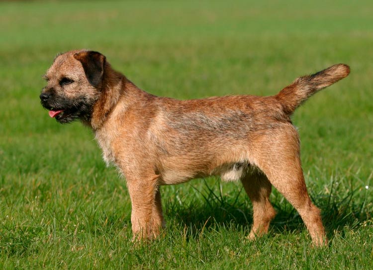 Border Terrier Estándar de la raza