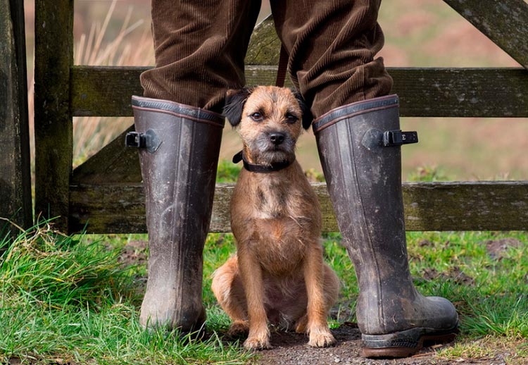 Border terrier junto a una valla