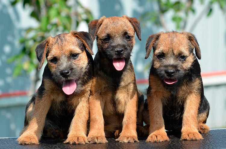Tres cachorros de border terrier