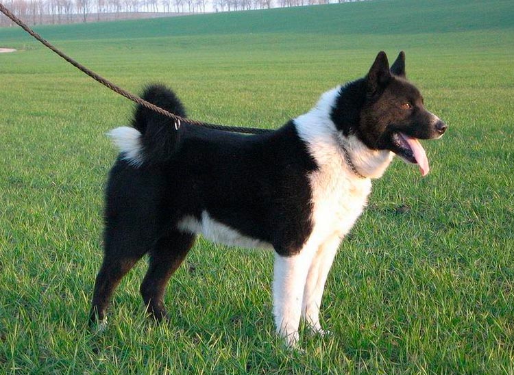 Estándar del Perro de Oso de Carelia