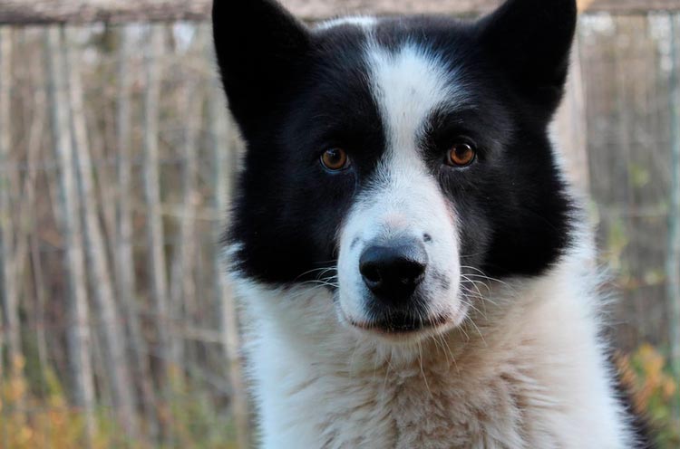 Foto del Perro de oso de Carelia