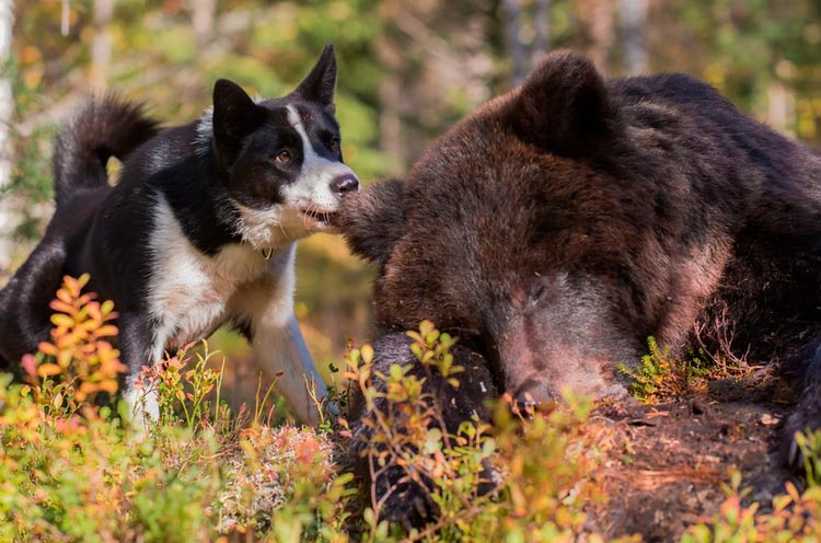 Perro de oso de Carelia en la caza