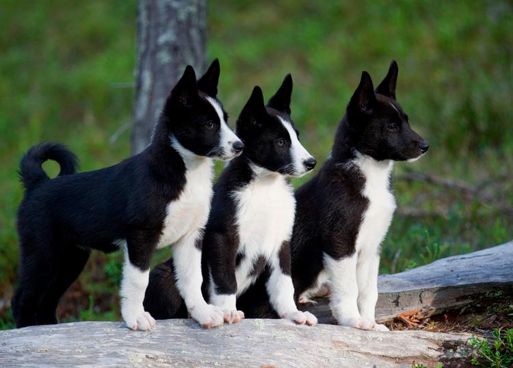 cachorros de perro de oso de Carelia