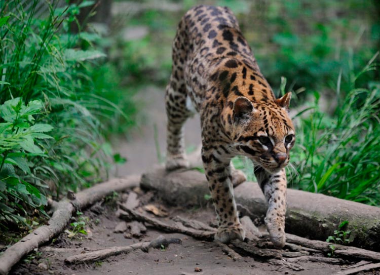 gato ocelote