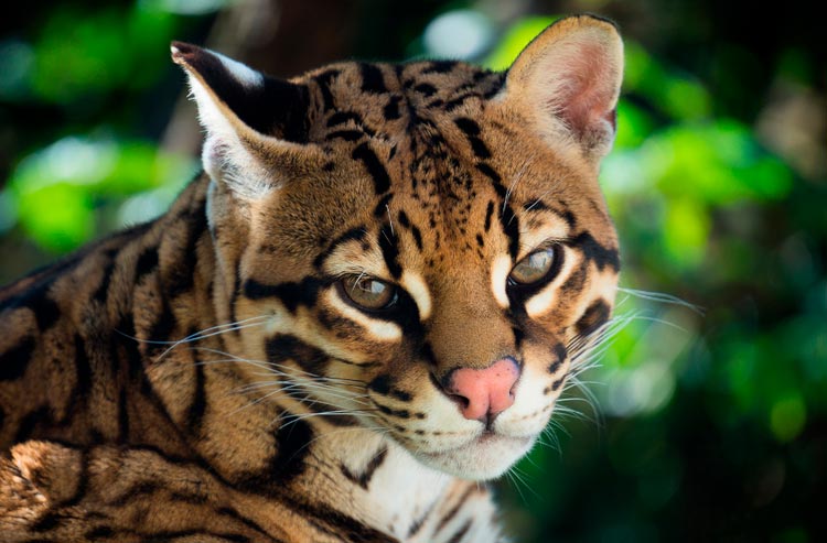 gato Ocelote