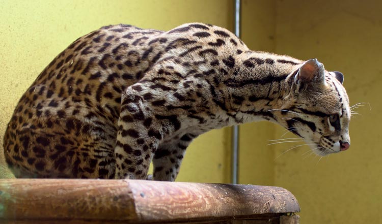 gato Ocelote