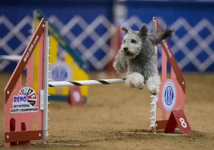 pumi en agility