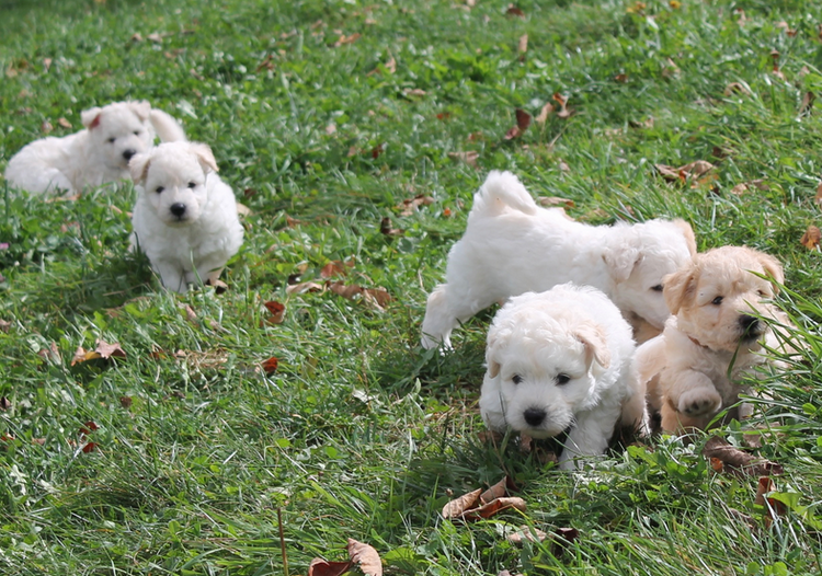 Cachorros de Pumi
