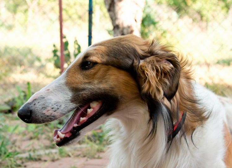 Cabeza del borzoi ruso