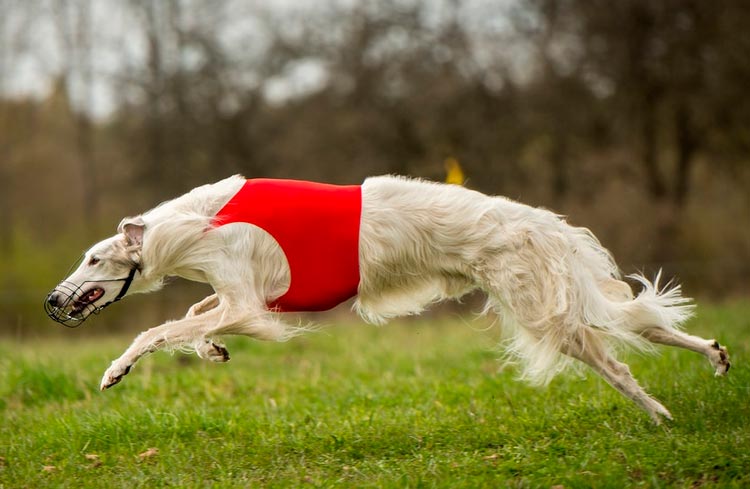 Galgo ruso en coursing