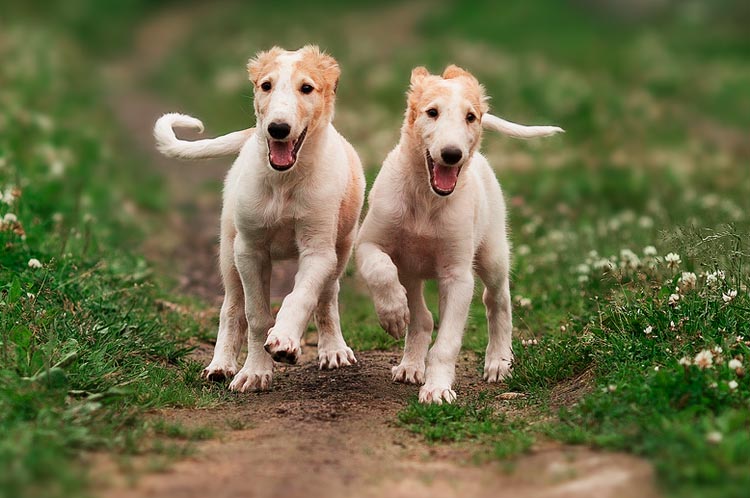 dos cachorros de Borzoi ruso