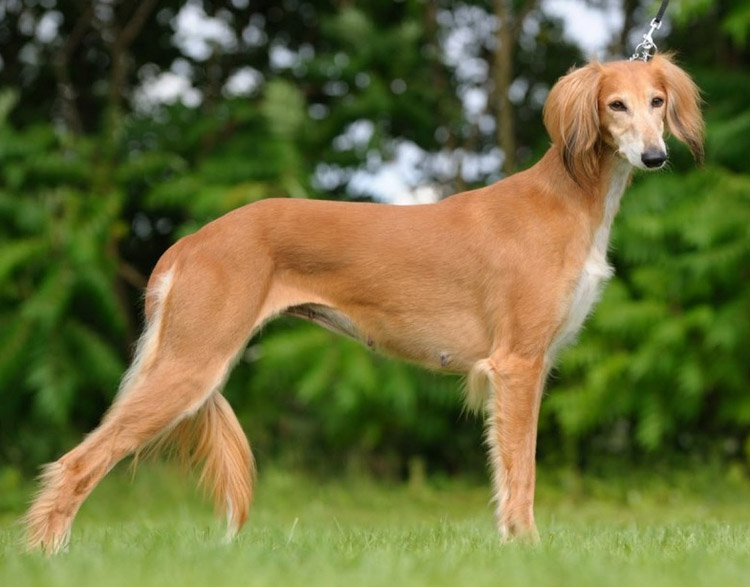 estándares del saluki