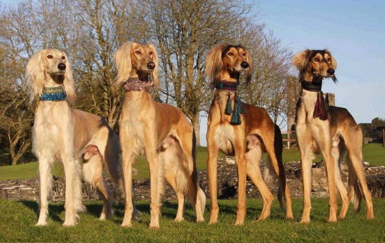 raza de perros saluki