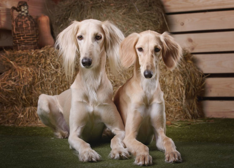 Cuidado del saluki