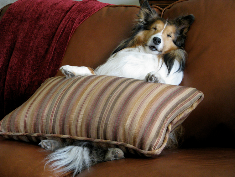 Cuidado del Sheltie