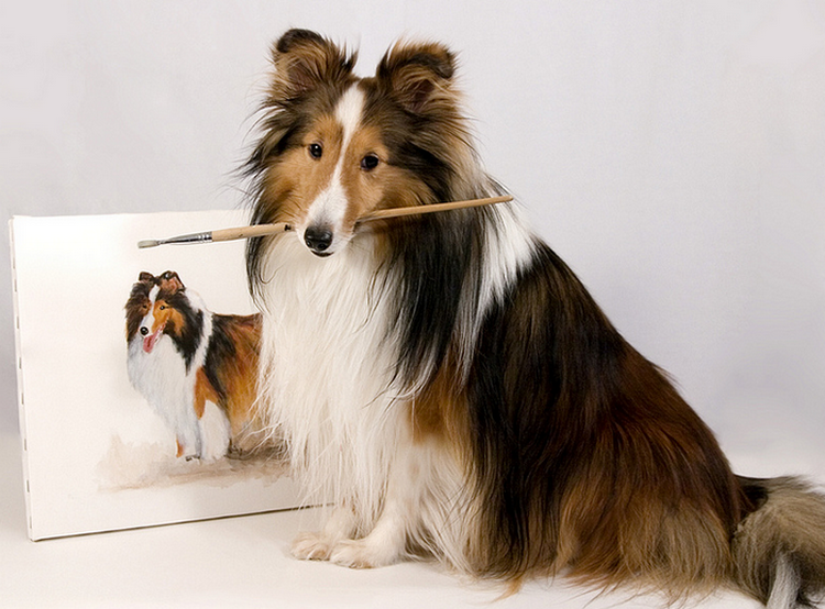 Estándares del Sheltie