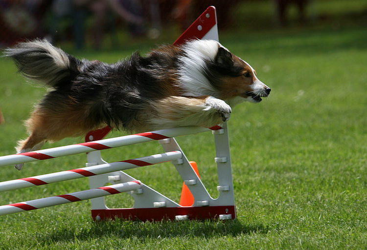 Sheltie en agility