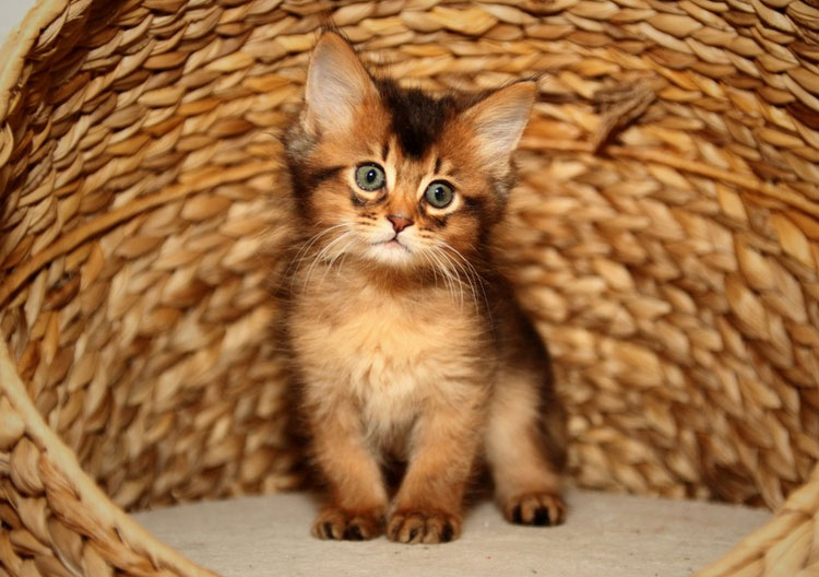 Gatito somalí