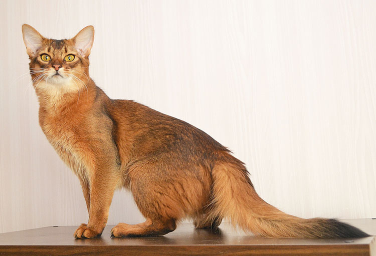 Gato de raza somalí