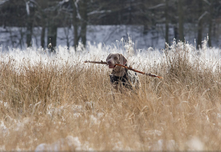 Carácter del Weimaraner