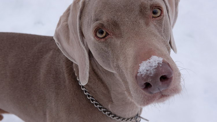 Colores del Weimaraner