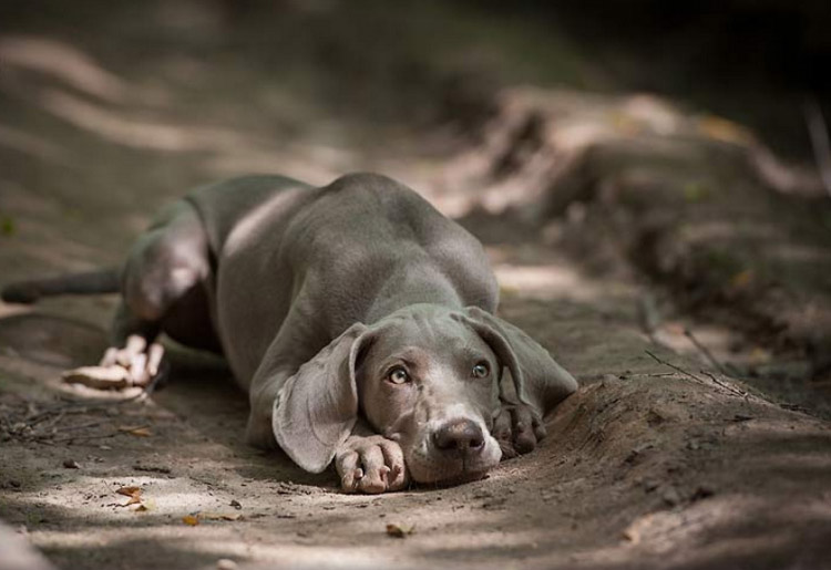 Comprar un weimaraner