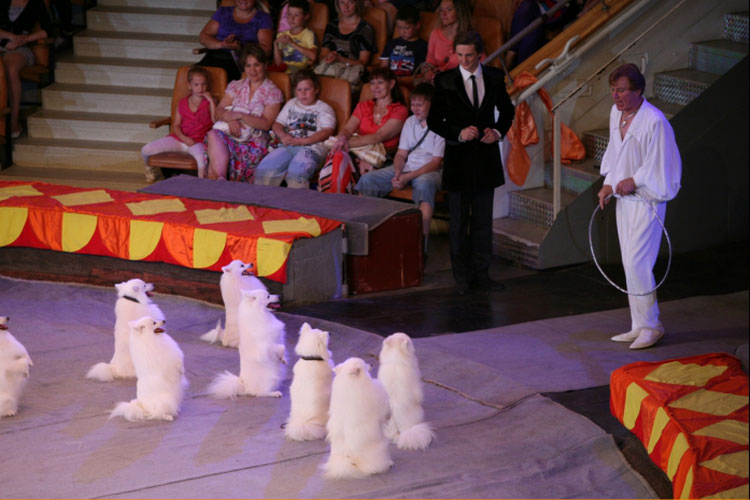 Spitz-japoneses-en-el-circo