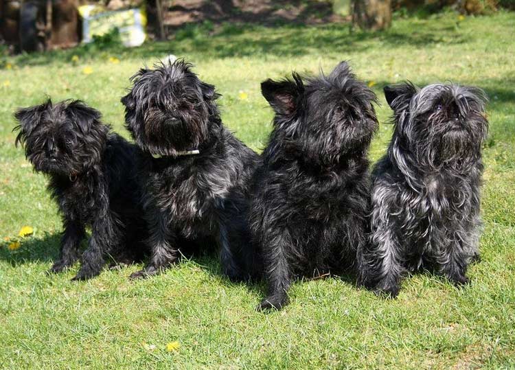 perros affenpinscher