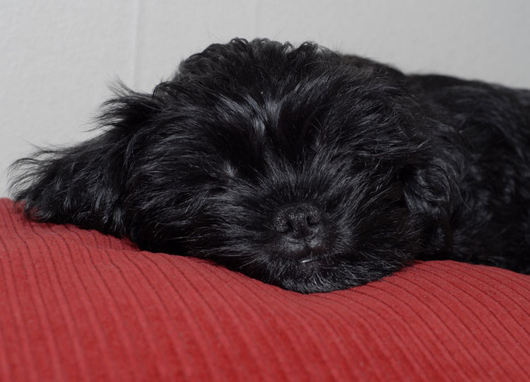 perro pequeño