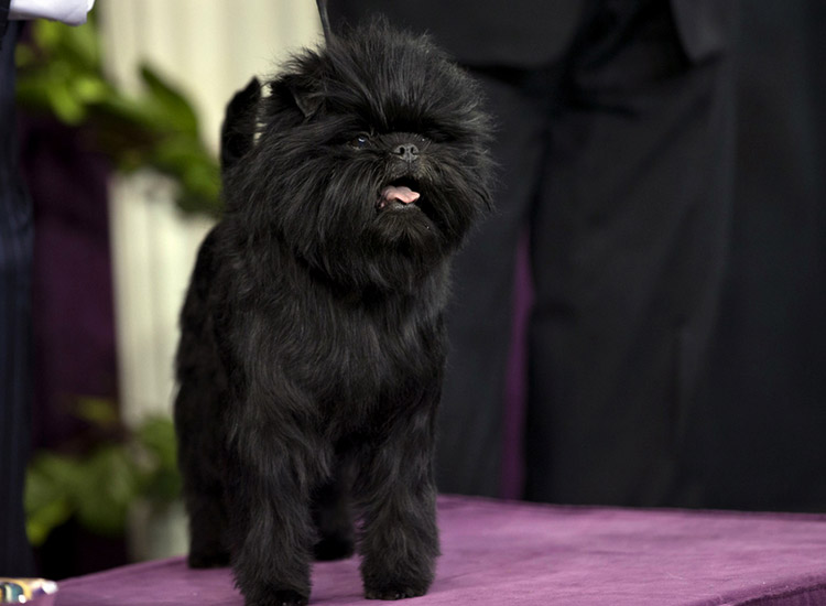 grooming del Affenpinscher