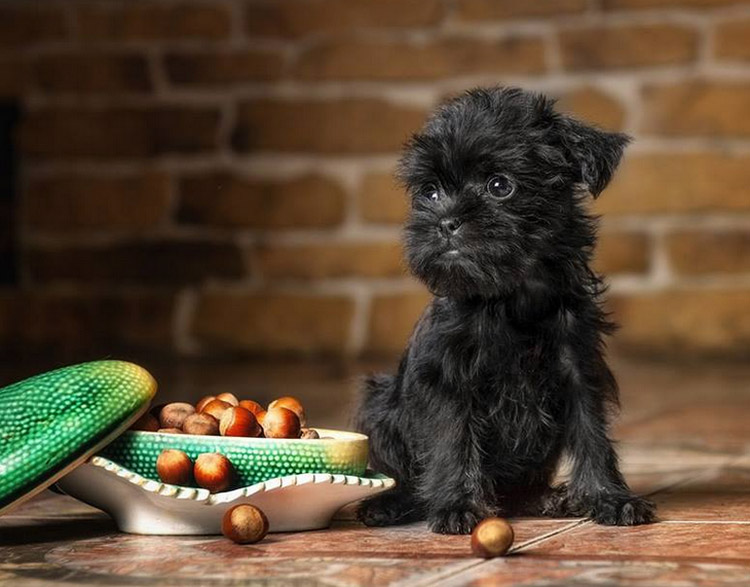 cachorro de Affenpinscher