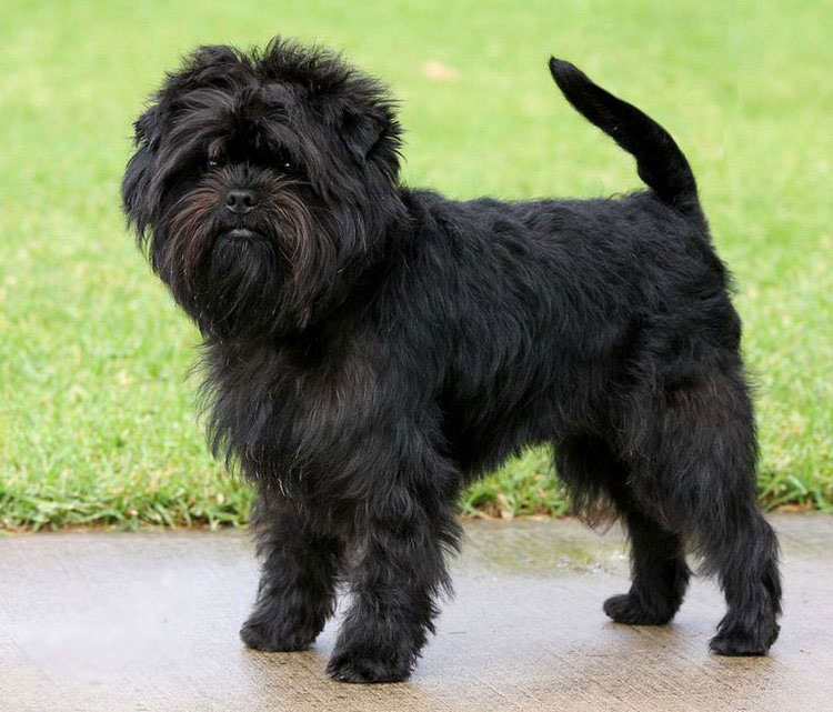 perro Affenpinscher