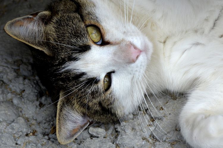 Gata con pecho blanco
