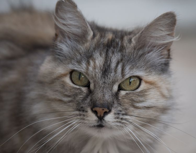 Gato gris peludo