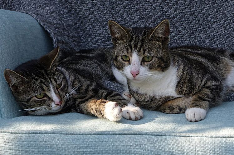 Dos gatos domésticos