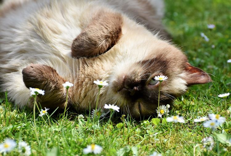 El gato está tumbado en la hierba