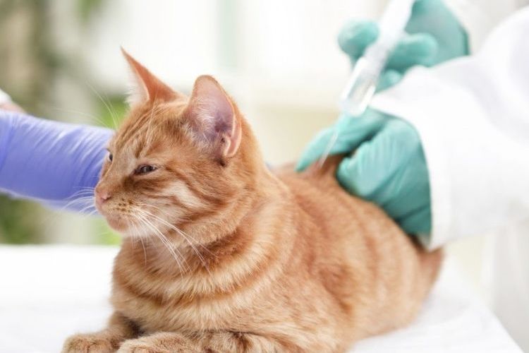 Inyección al gato