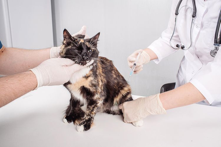 Inyección al gato