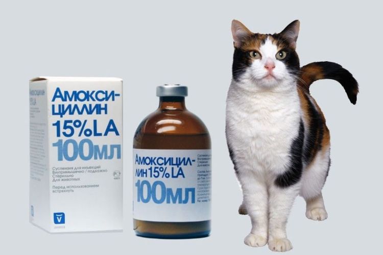 Amoxicilina para gatos