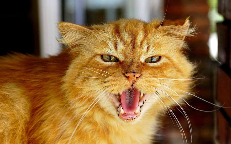 Gato agresivo