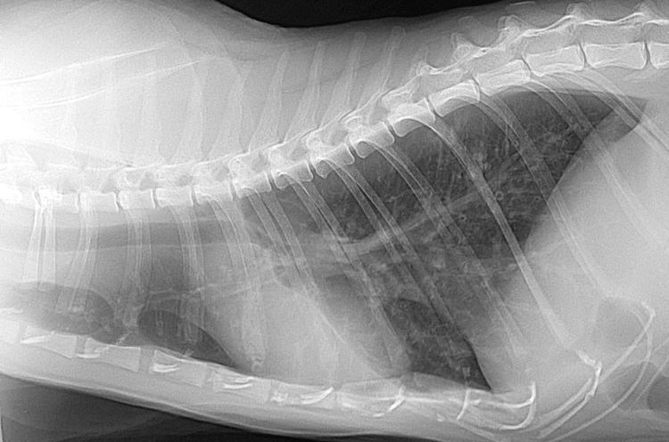 Radiografía de tórax de un gato