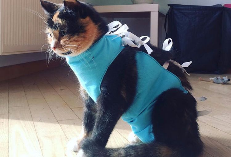 Gato con vendaje postoperatorio
