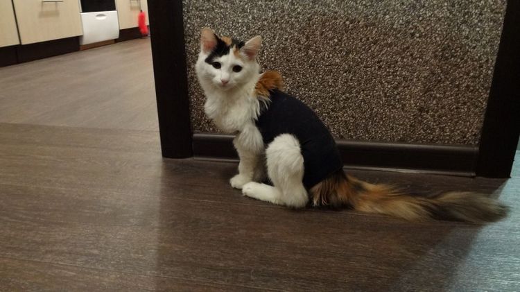 Vendaje para gato a partir de un calcetín
