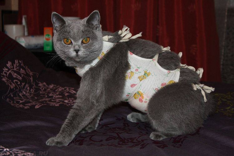 Gato con vendaje postoperatorio
