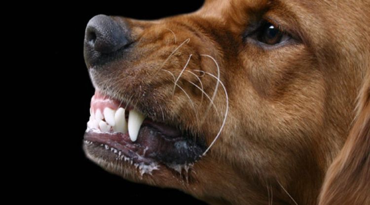 Aumento de la salivación en el perro